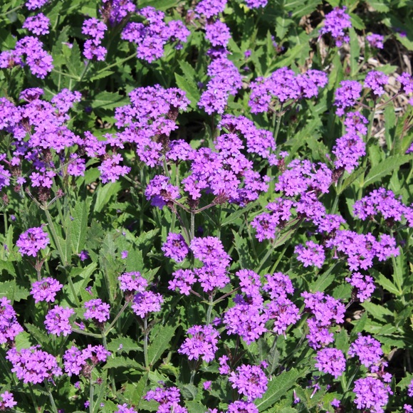 Meet your Posher, Emerson - Picture 1 of 1